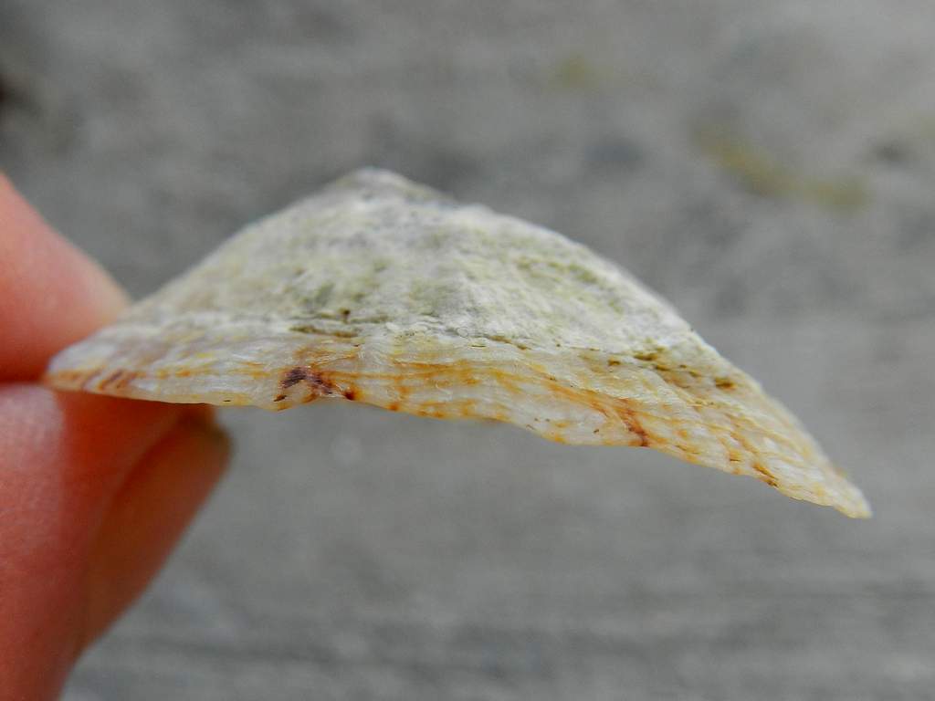 Patella sp. da identificare